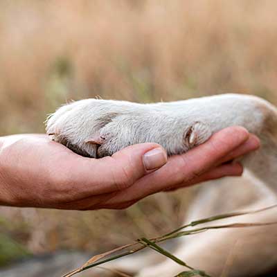 La patte d'un chien posée sur la main d'un homme.