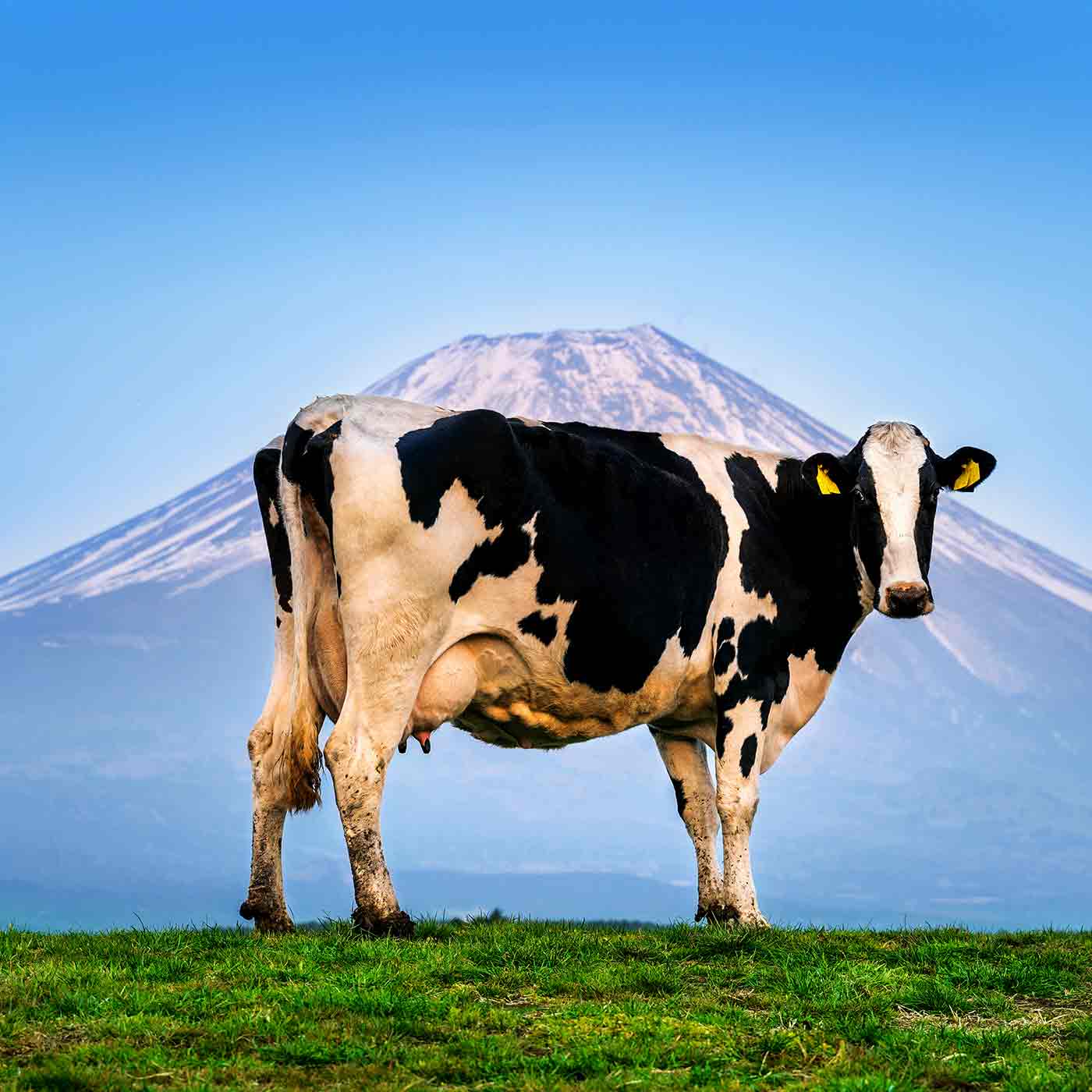 Une vache dans un pré devant un volcan enneigé.